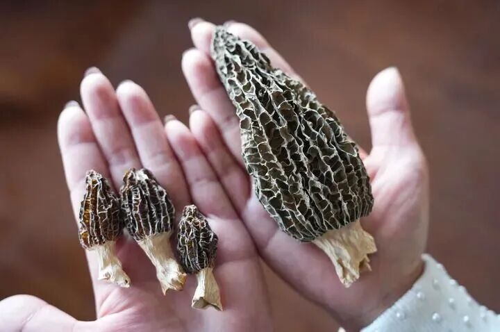 上过天”的菌子，就是不一般！ 